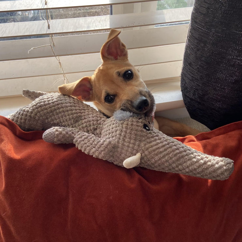 Luca | Unisex Hundespielzeug unzerstörbar interaktiv Beschäftigung 3